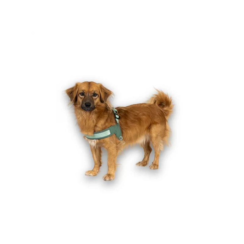 Max & Molly Шлейка Q-Fit Matrix 2.0 Jade