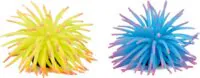 Flamingo Anemone