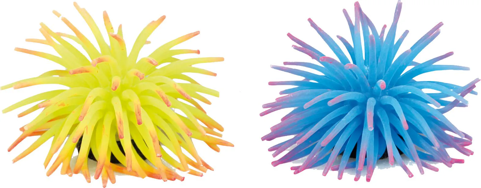 Flamingo Anemone