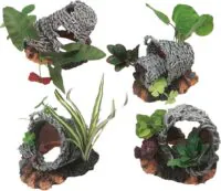 Flamingo Basket Plants