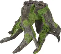 Flamingo Moza Tree Root