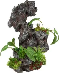 Flamingo Petra Rock Plant