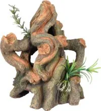 Flamingo Dio Roots Plant