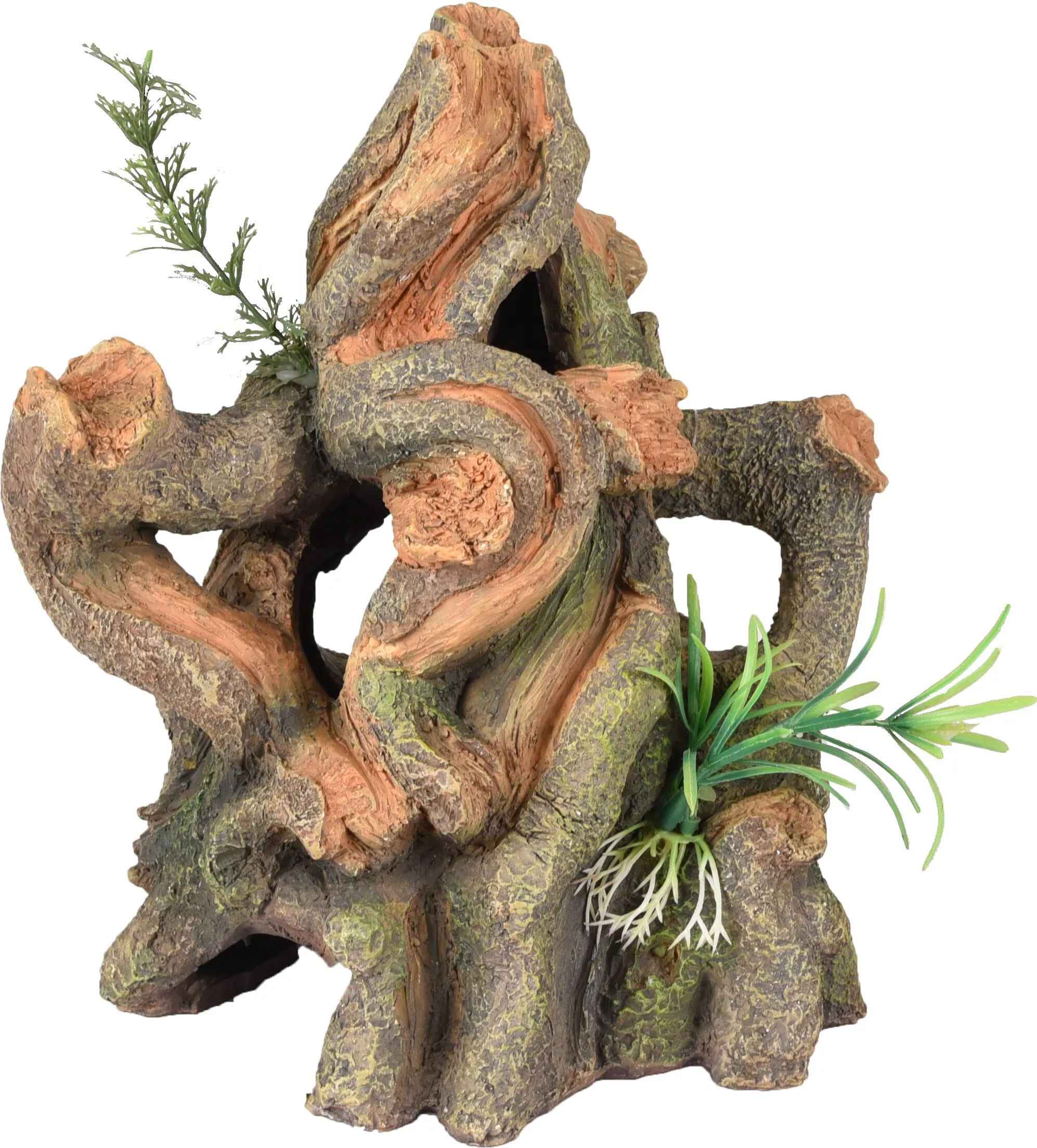 Flamingo Dio Roots Plant