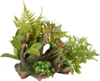 Flamingo Dio Roots Plant