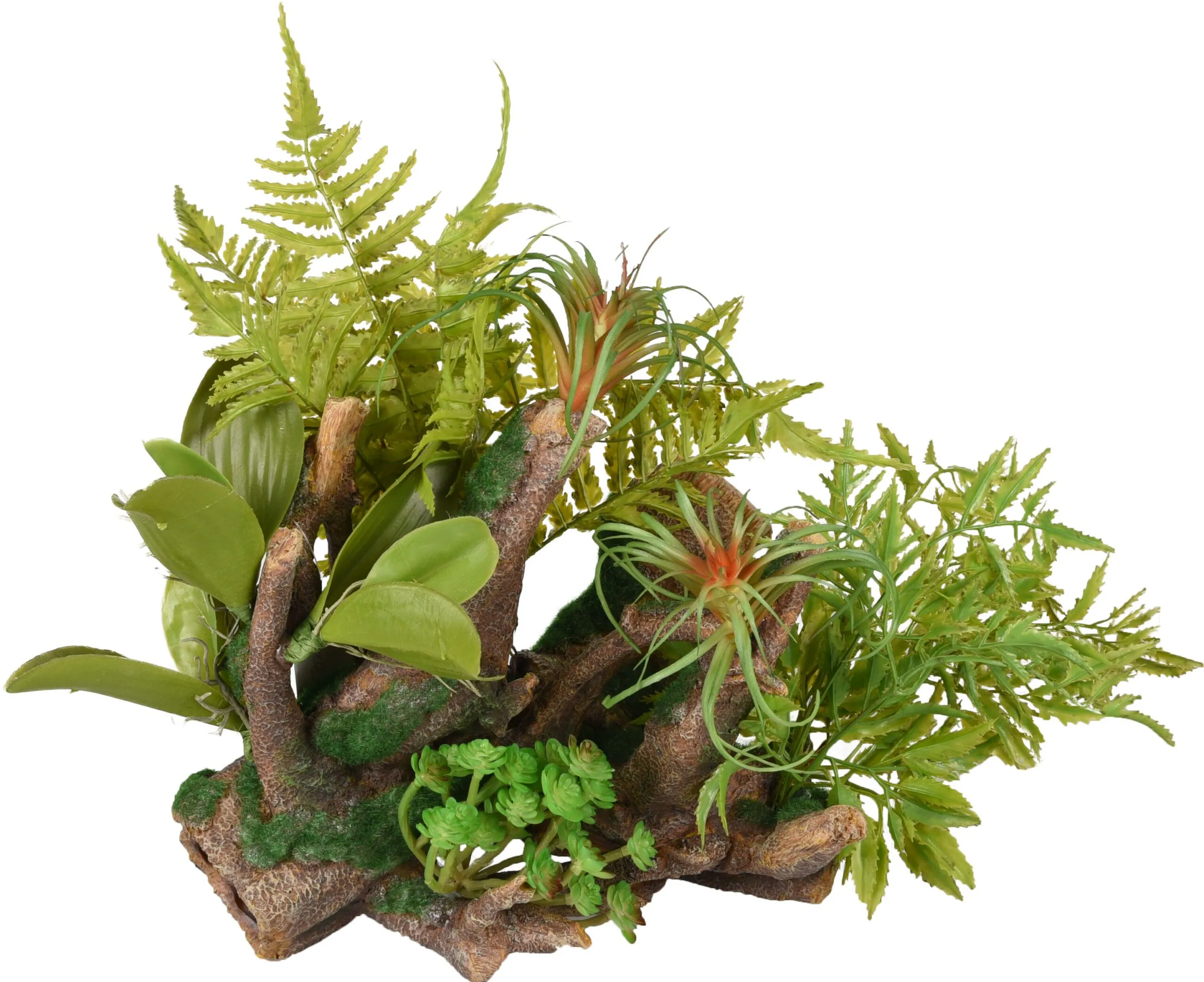 Flamingo Dio Roots Plant