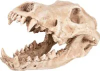 Flamingo Skelo Skull Predator