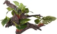 Flamingo Tropica Branch Plant
