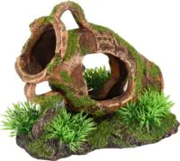 Flamingo Moza Pitcher Plant