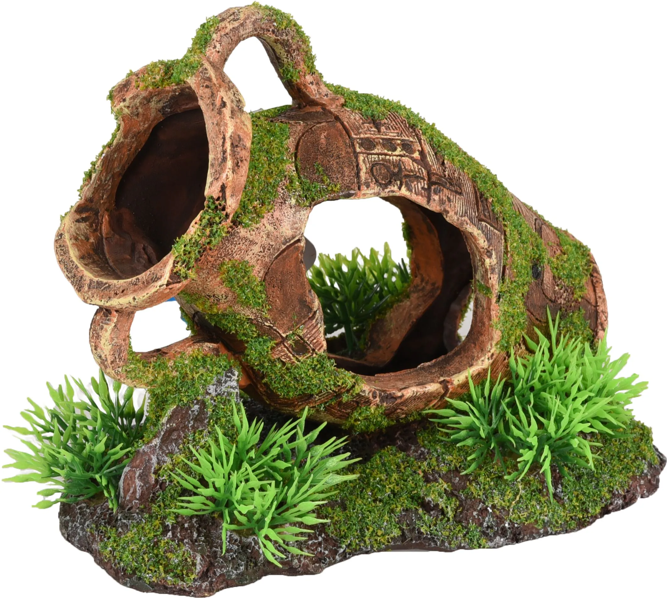 Flamingo Moza Pitcher Plant