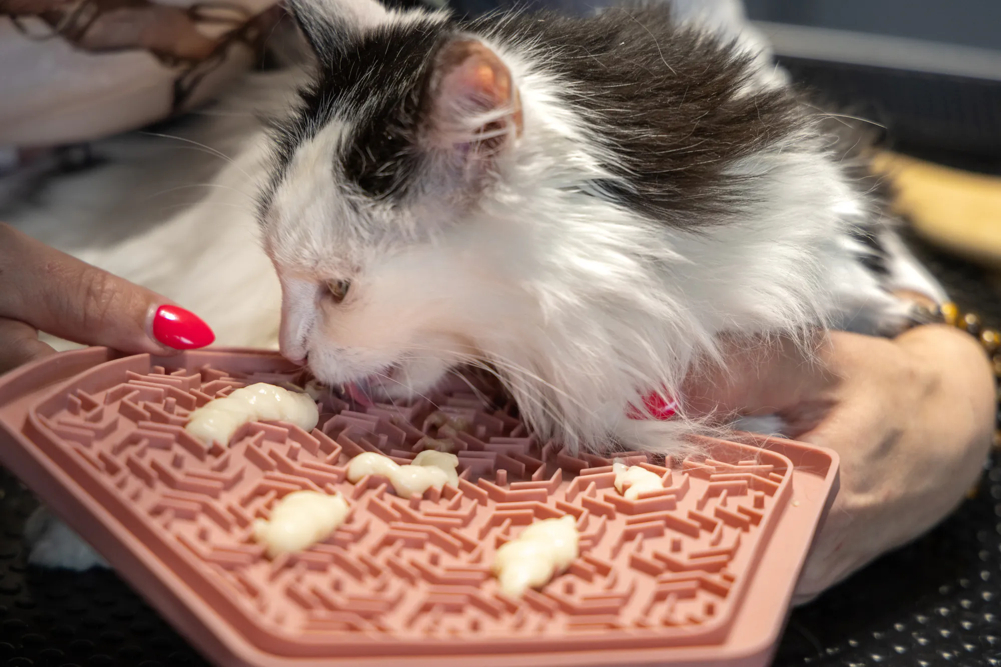 Flamingo Lick Pad Jelly