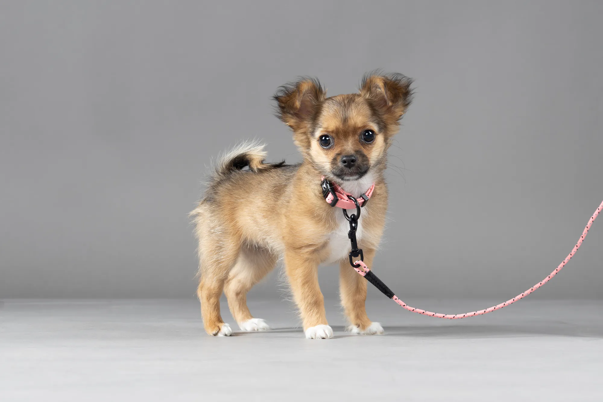 Flamingo Puppy Dolly