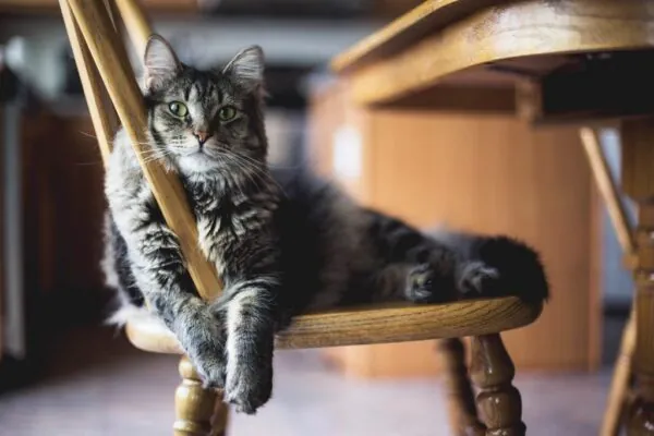 Кошка сидит на стуле у кухонного стола