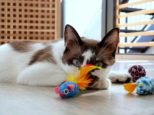Кошка играет с перьевой игрушкой, рядом плюшевые мышки и мячики