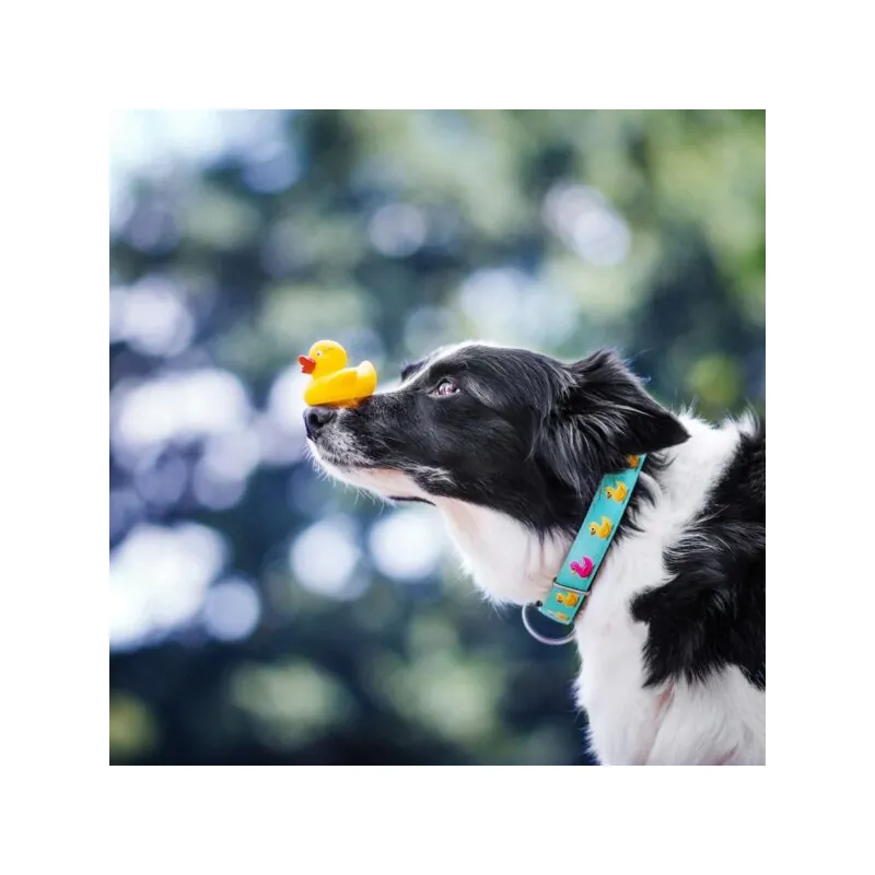 Max & Molly Ошейник Smart ID Ducklings