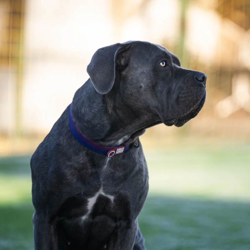 Max & Molly Ошейник FC Barcelona