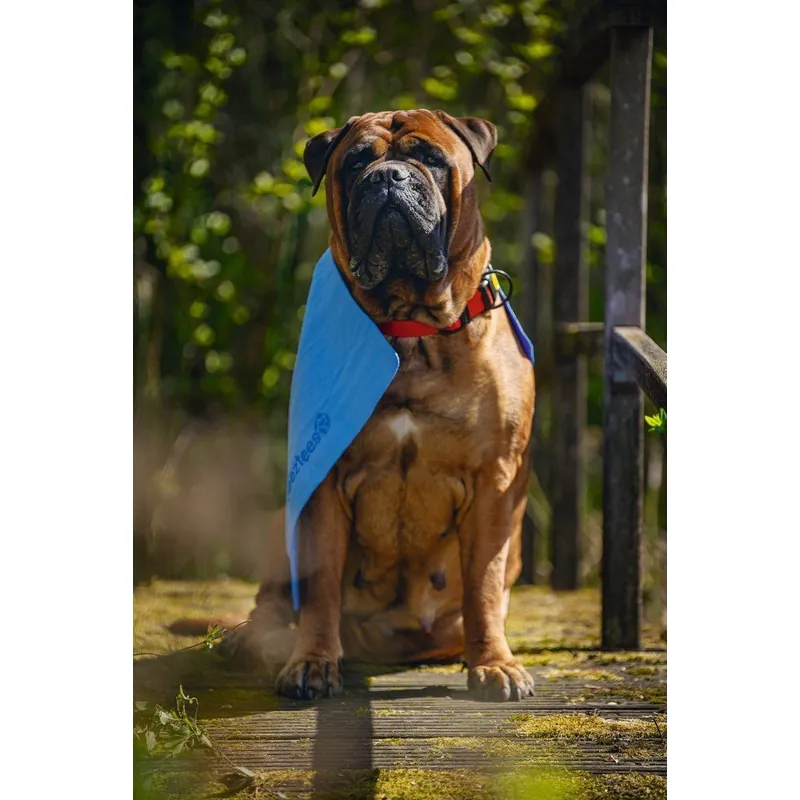 Beeztees Dry Towel, суперабсорбирующее полотенце для собак в тубусе, 66×43 см, синее