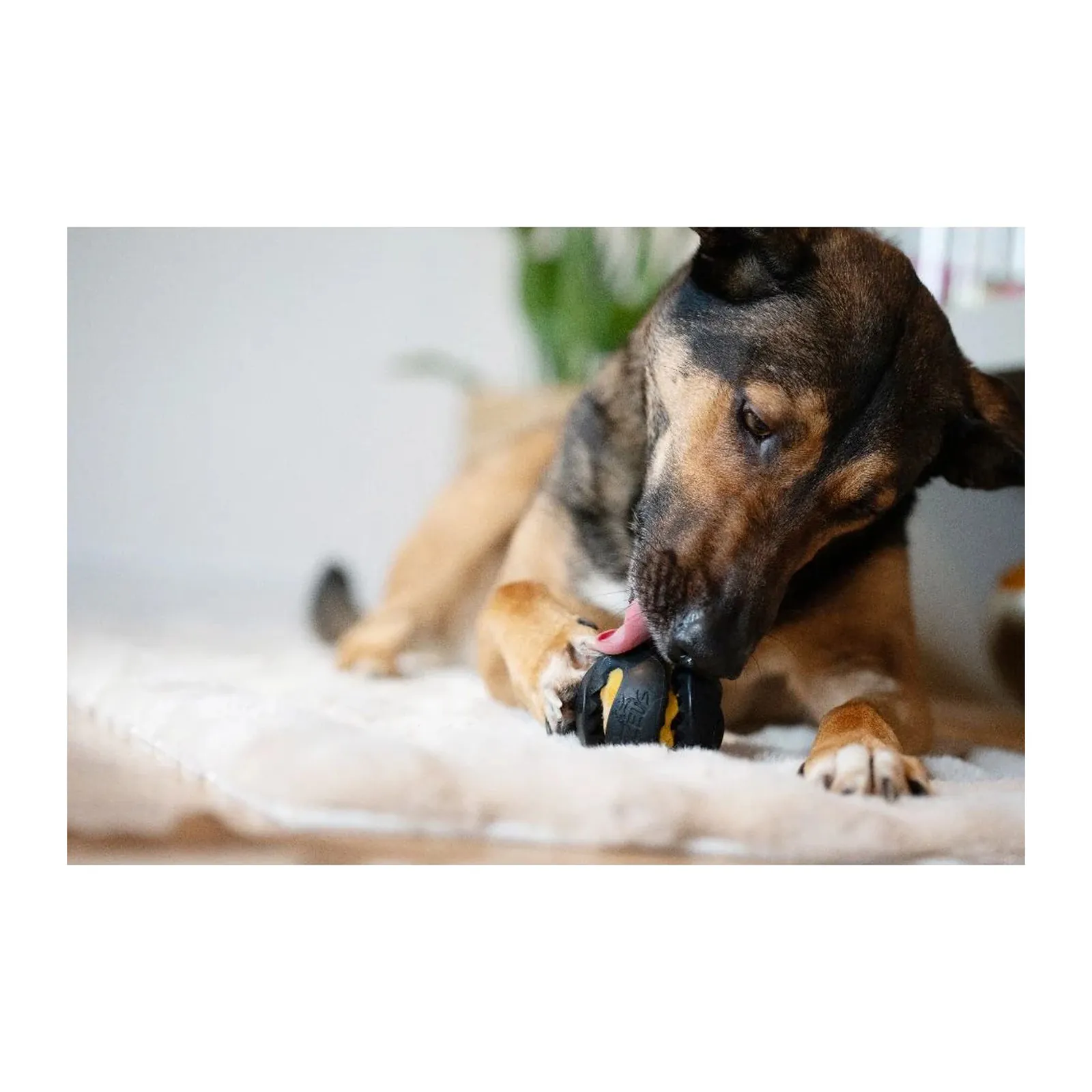 Zeus ChewChasers Treat Ball, minge pentru recompense din cauciuc natural pentru câini