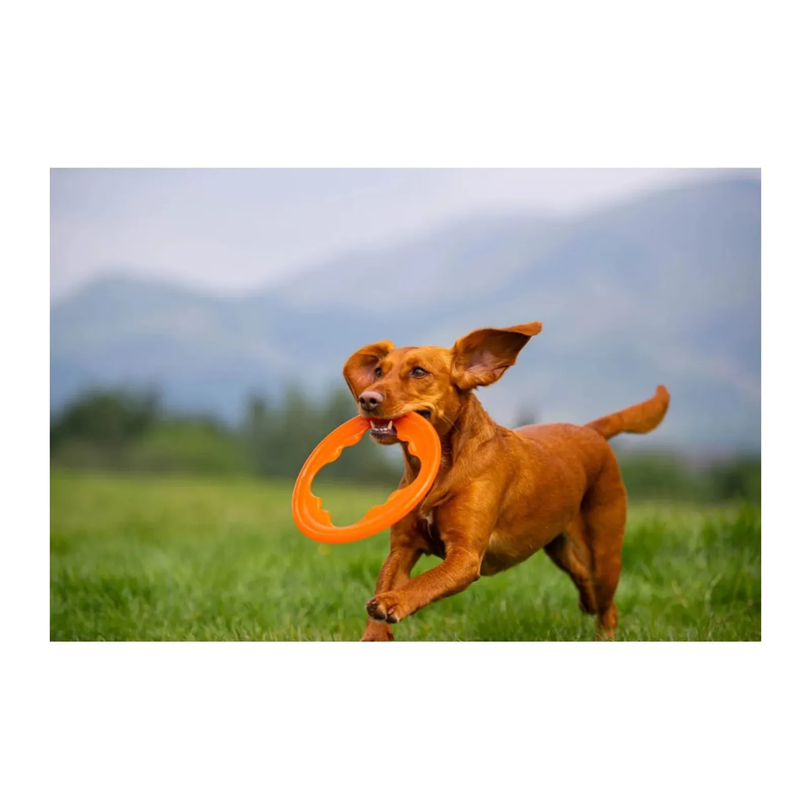 Bionic Toss-N-Tug Turbo, jucărie plutitoare pentru aport și tras pentru câini