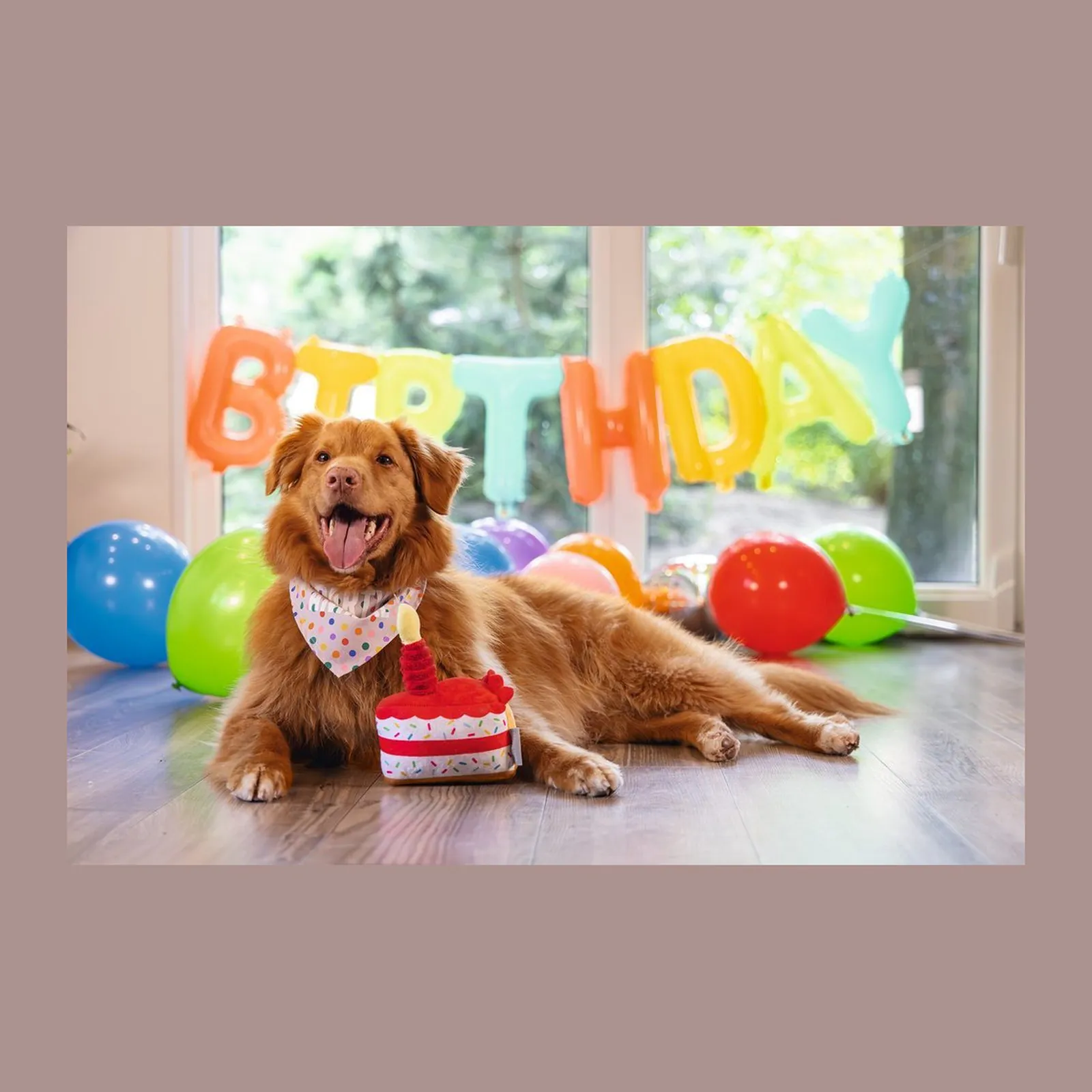 Beeztees Party Taart, jucărie de pluș în formă de tort, cu squeaker, pentru câini