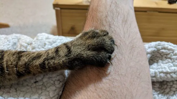Кошачья лапа с выпущенными когтями крупным планом