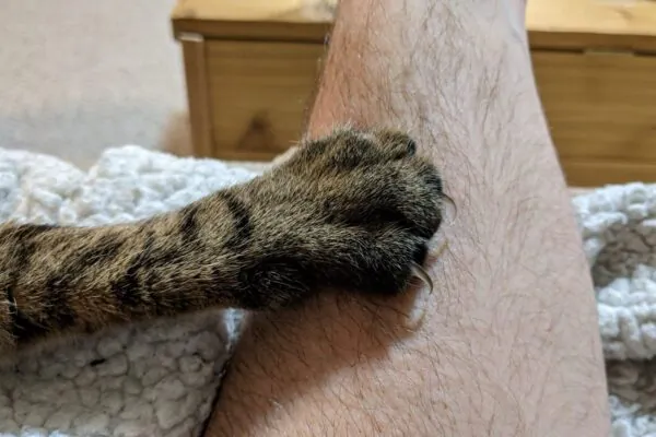 Кошачья лапа с выпущенными когтями крупным планом