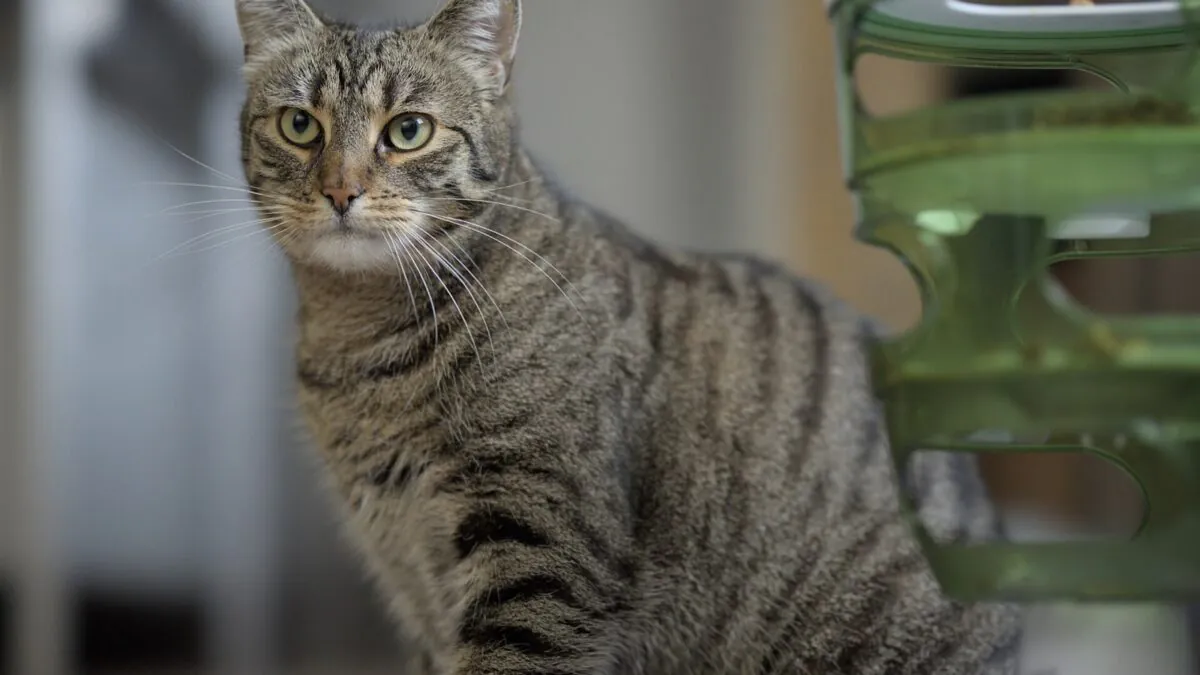 Cum alegi hrana pentru pisică: compoziție, clase și ce spun veterinarii
