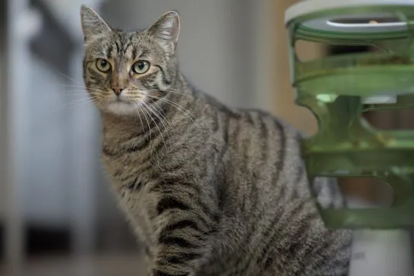 Cum alegi hrana pentru pisică: compoziție, clase și ce spun veterinarii