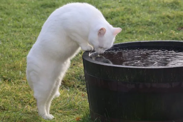 Белый кот пьёт воду из деревянной бочки