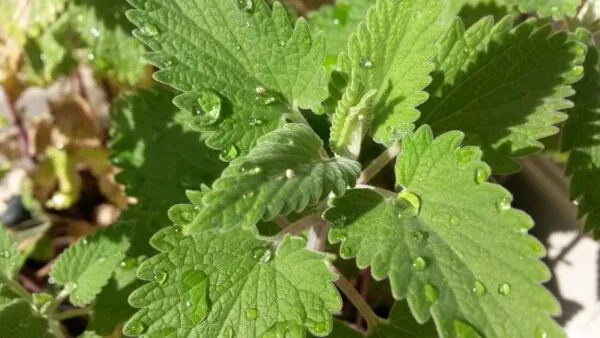 Листья кошачьей мяты (Nepeta cataria) крупным планом с каплями росы