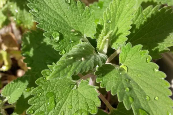 Листья кошачьей мяты (Nepeta cataria) крупным планом с каплями росы