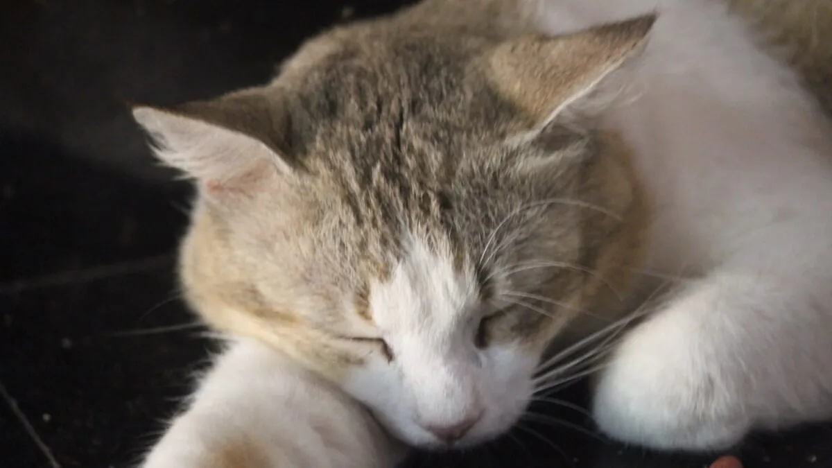Спящая полная кошка рядом с гранулой корма