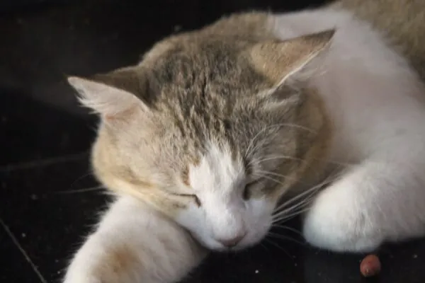 Спящая полная кошка рядом с гранулой корма