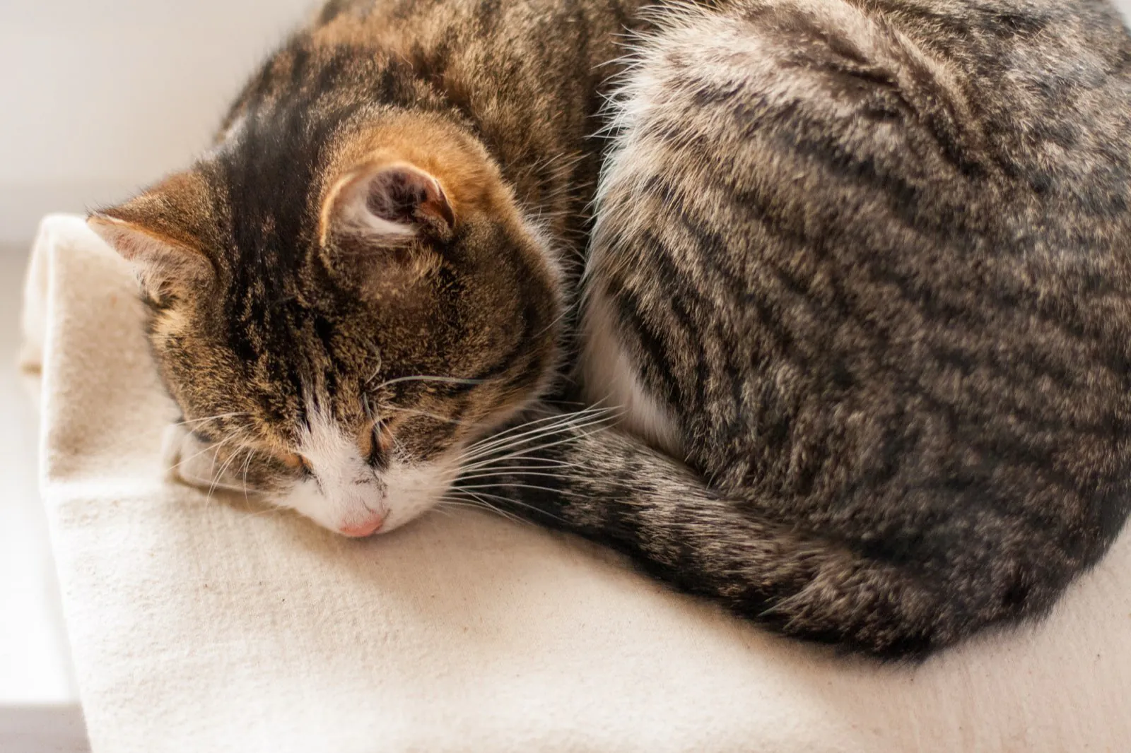 Кошка спит, свернувшись на светлой лежанке, восстановление после стерилизации
