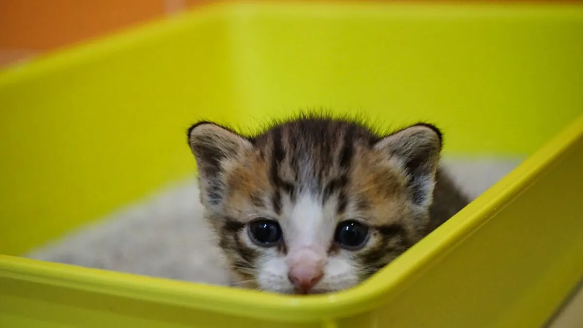 Котёнок в лотке