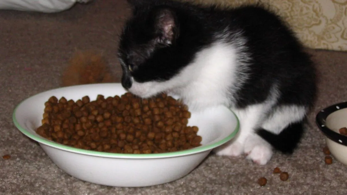 Котёнок у миски с сухим кормом