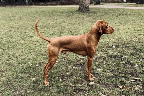Câinele slăbește sau nu ia în greutate: cauze și cum îl îngrași fără să-i faci rău