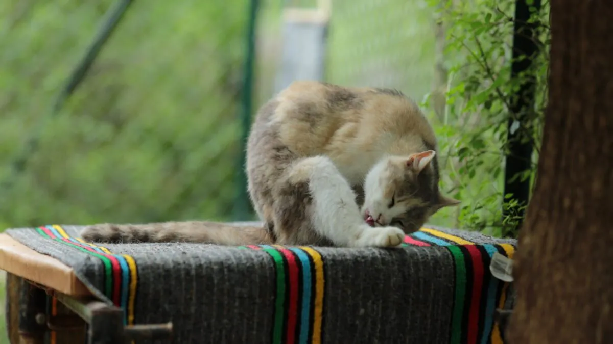 Кошка вылизывает лапу, вычёсывание кошки и линька