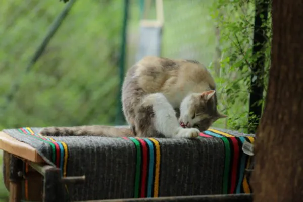 Кошка вылизывает лапу, вычёсывание кошки и линька