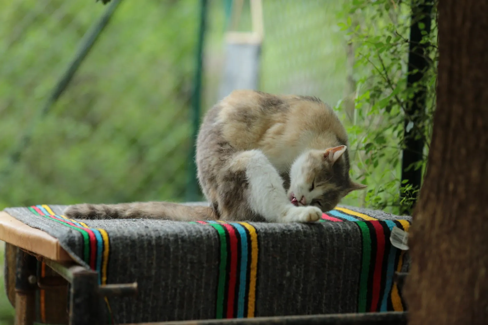 Кошка вылизывает лапу, вычёсывание кошки и линька